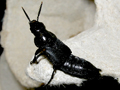 Quedius dilatatus